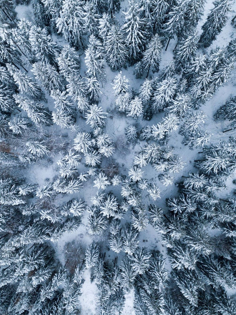 Winter Pine Trees iPad Display Wallpaper