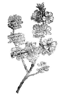 X-ray ng Bulaklak sa Itim na Background Wallpaper