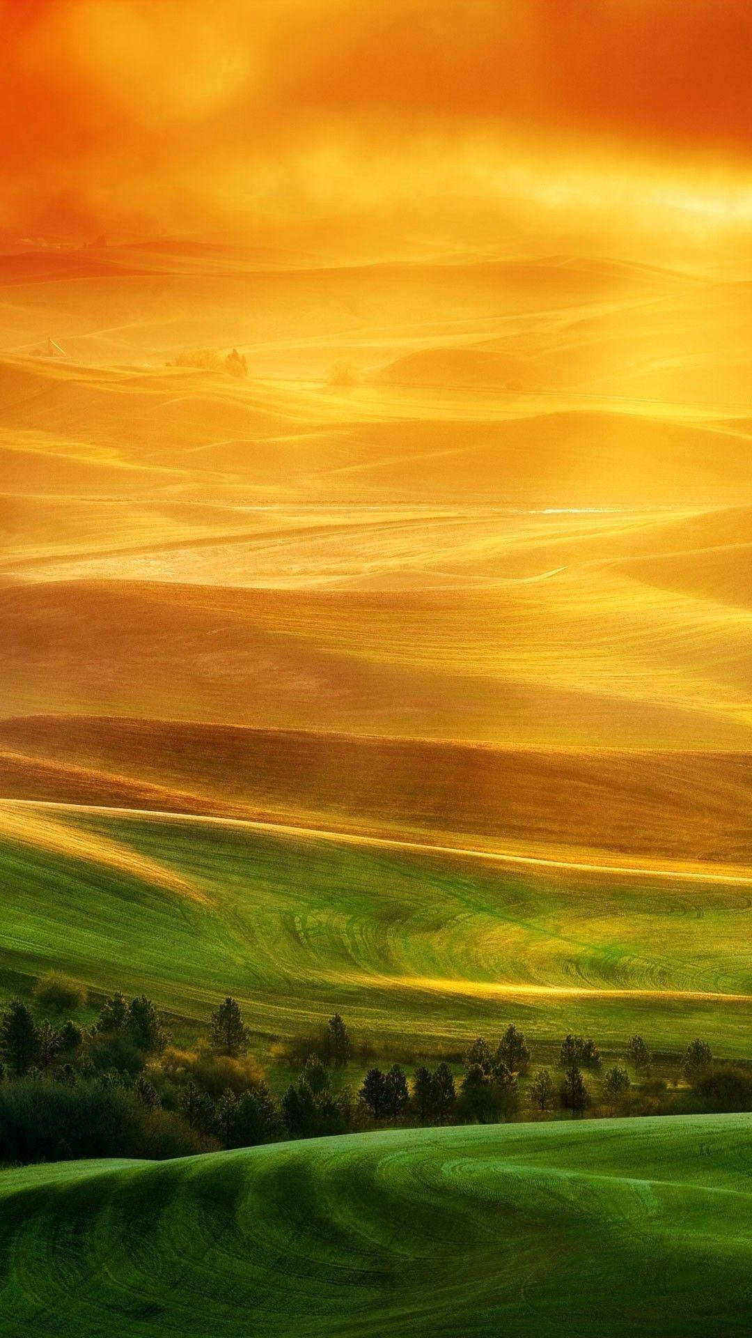 Xiaomi mga Puno sa Disyerto Wallpaper