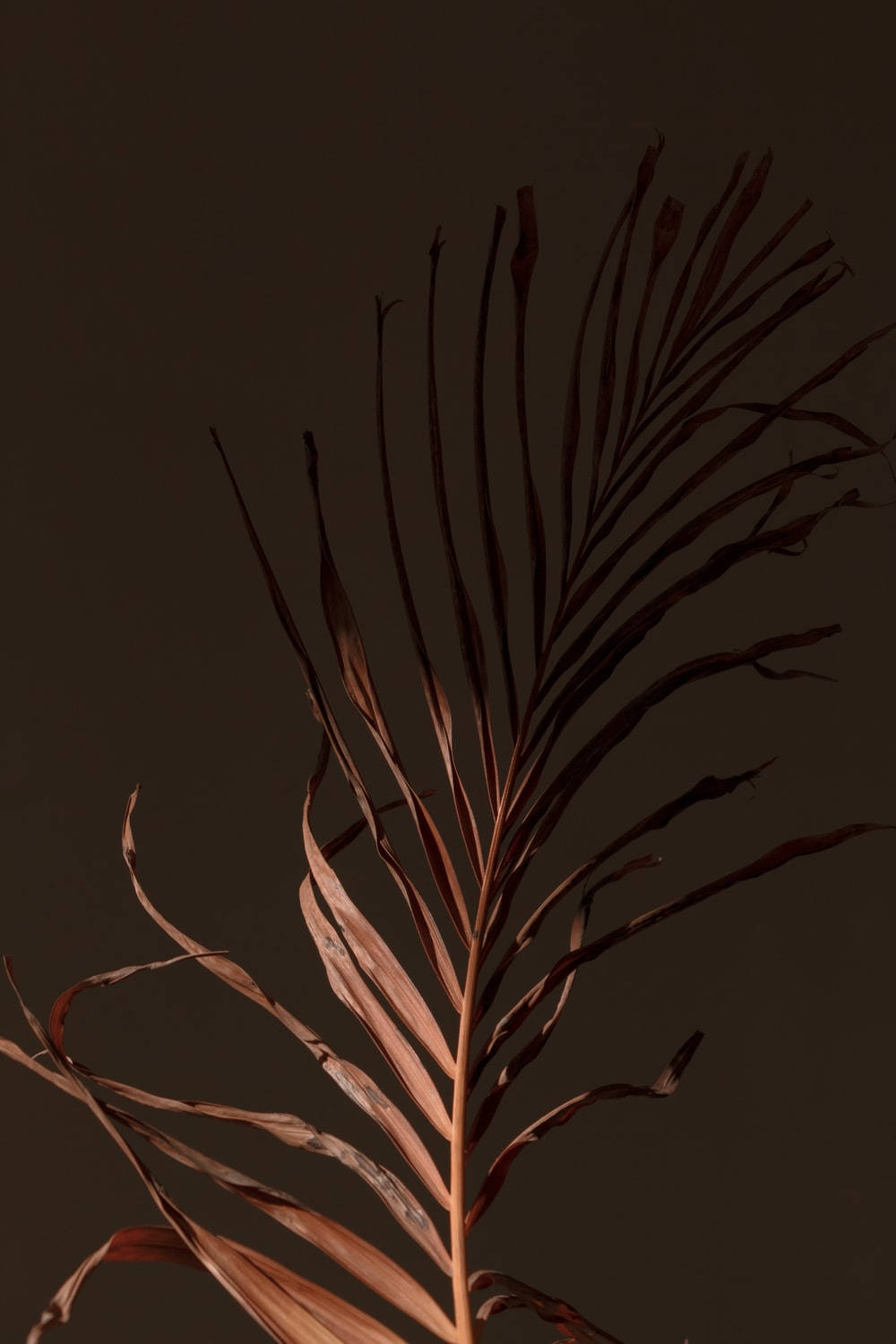 Yakap ng Katahimikan ng Kalikasan - Aesthetic na Dahon ng Palma sa Light Brown Wallpaper