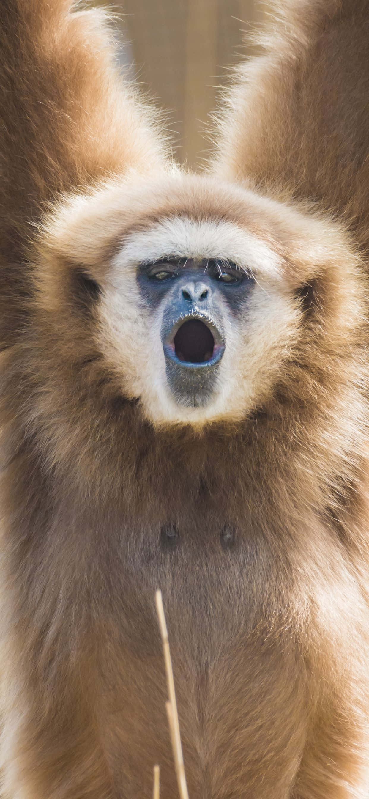 Yakapin ang bagong panahon ng teknolohiya gamit ang iPhone Xs Max Gibbon Wallpaper
