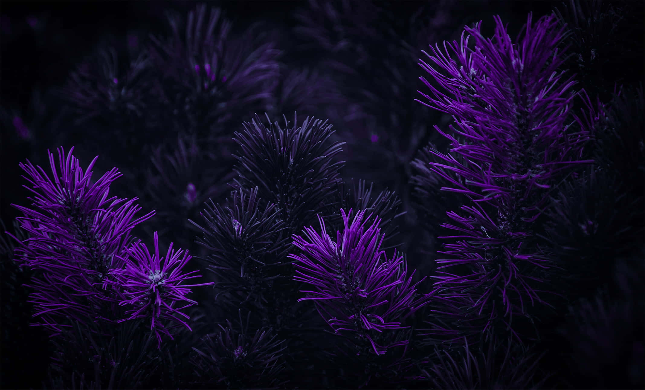 Yakapin ang ganda ng dark purple Wallpaper