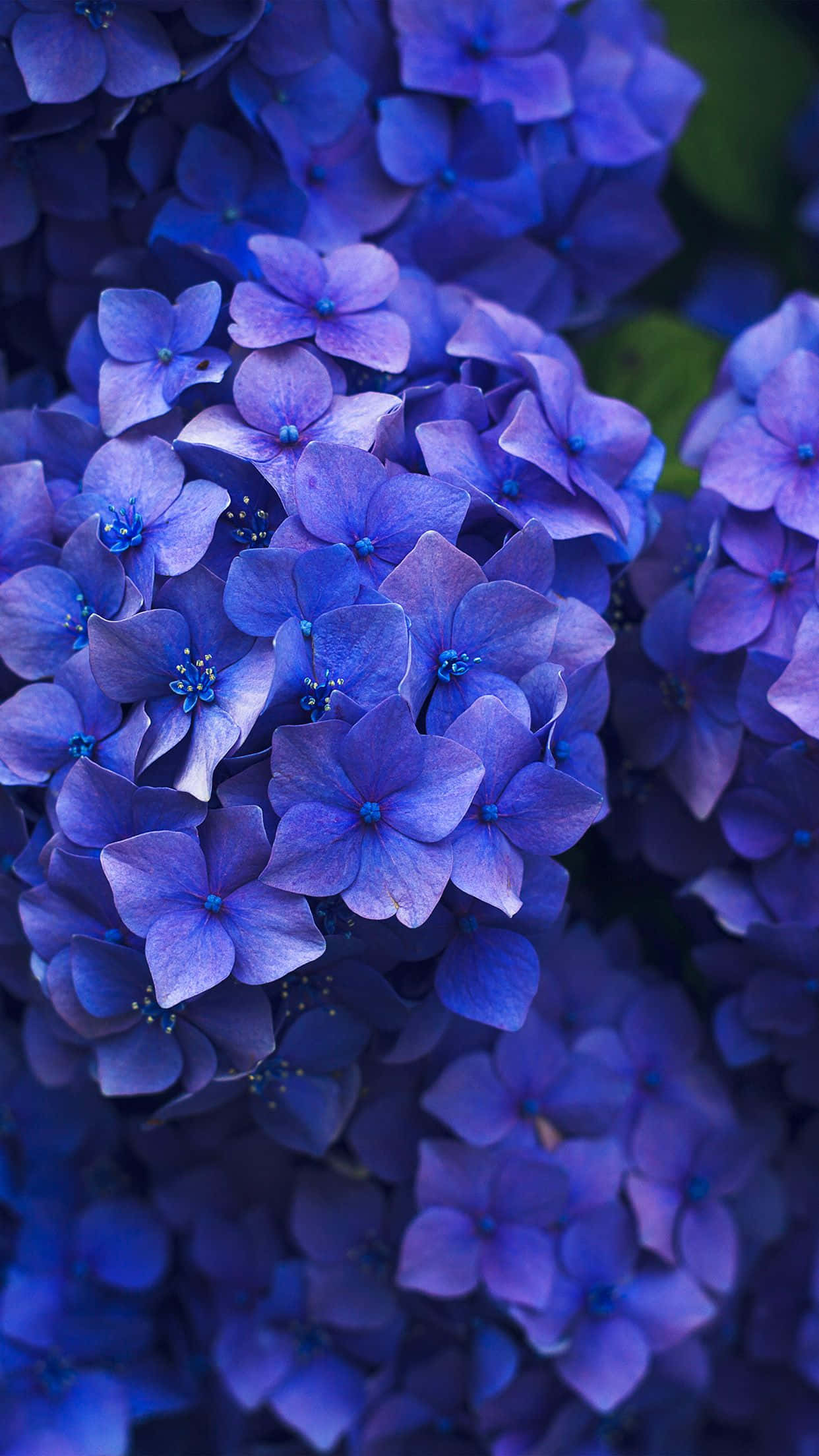 Yakapin ang Kagandahan gamit ang Flower iPhone Wallpaper