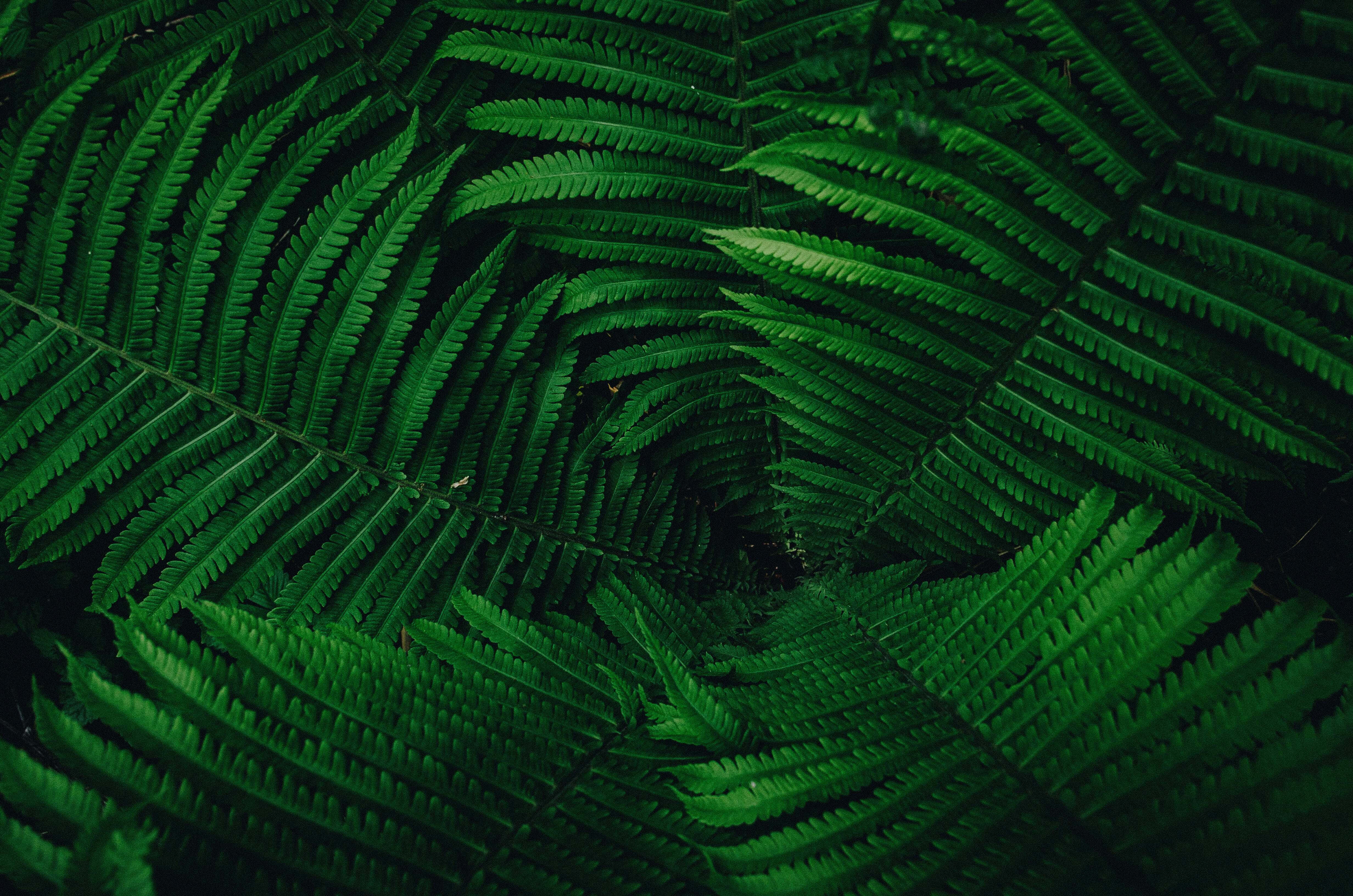 Yakapin ang Katahimikan ng Lush Green Nature Wallpaper
