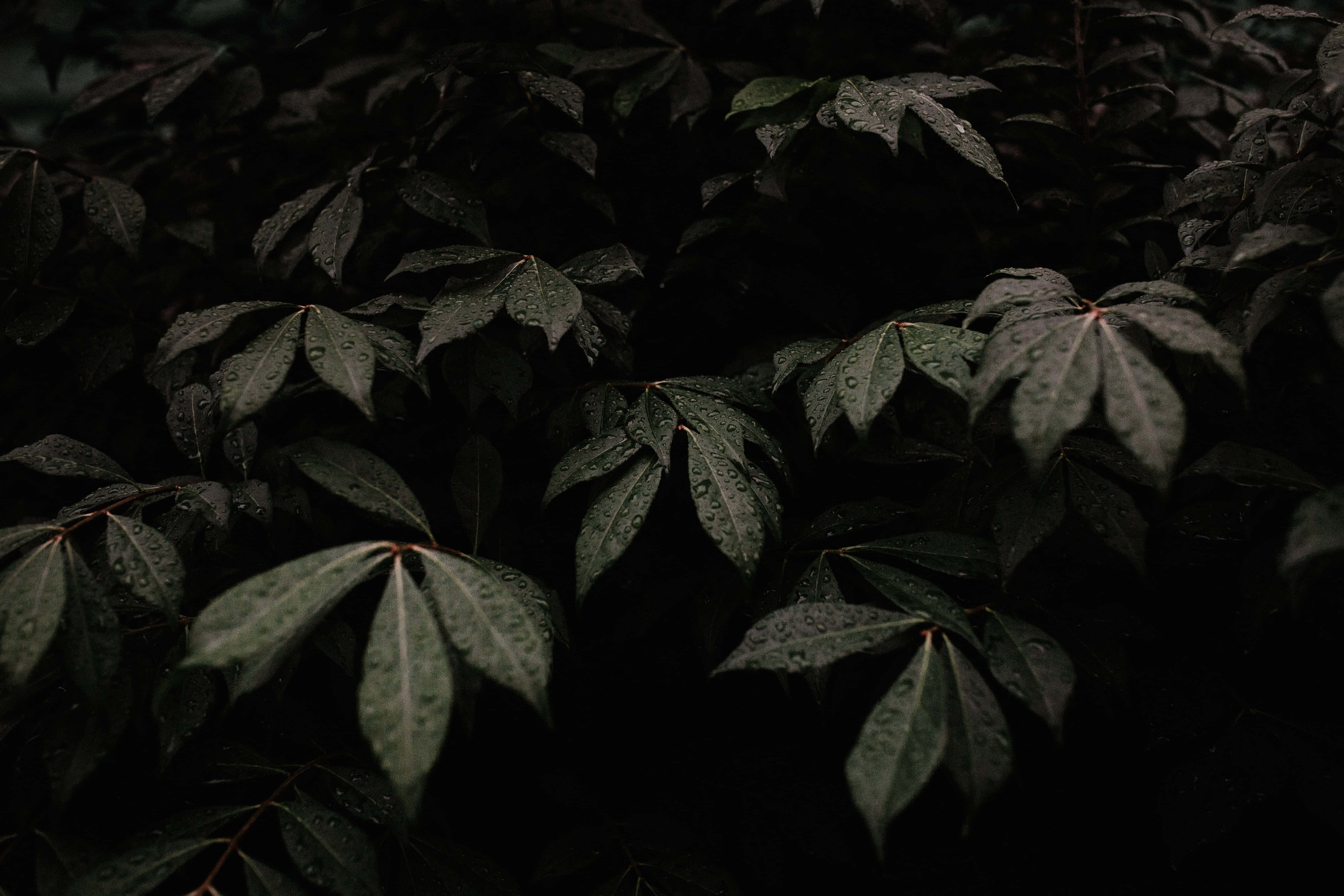 Yakapin ang Madilim na Luntian at Mag-enjoy sa Kalikasan Wallpaper