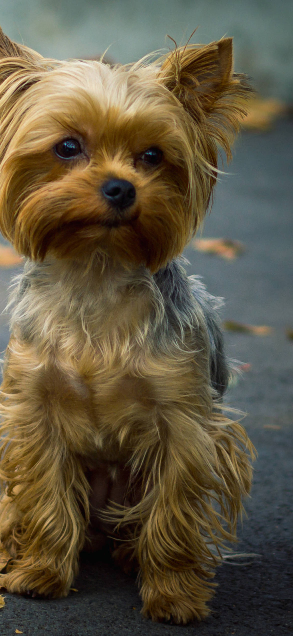 Yorkshire Terrier Close-Up Portrait Wallpaper