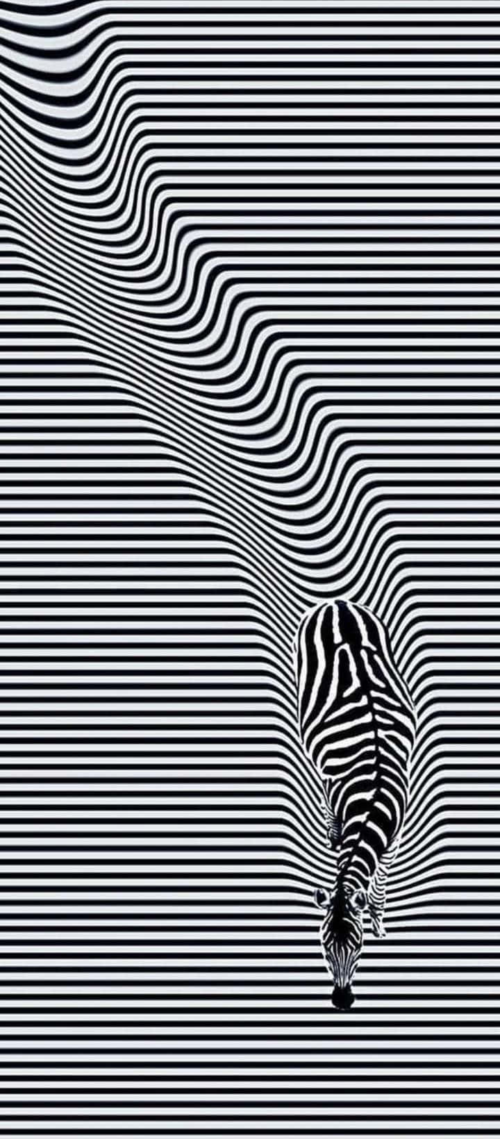 Zebra Optical Illusion Picture Wallpaper
