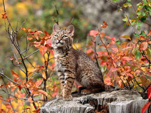 Preview wallpaper lynx, sanggol, sanga — 4:3 Wallpaper