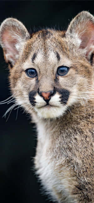 Cute Animal iPhone — Pixel 8 Pro Wallpaper