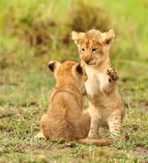 Baby Lion pictures — Galaxy Z Flip 8 Wallpaper
