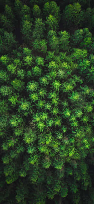 Puno iPhone — iPhone 13 Pro Wallpaper
