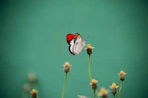 Butterfly Aesthetic pictures — MacBook Pro 16 Wallpaper