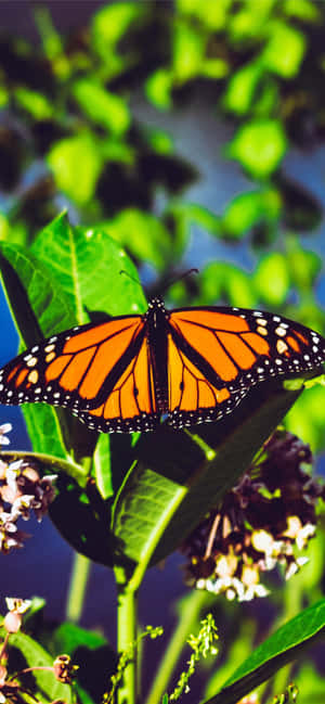 Aesthetic Butterfly pictures — iPhone 13 Mini Wallpaper