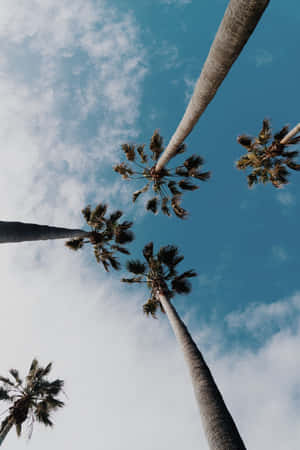 Isang beautiful coconut tree na nakatayo ng mataas sa araw — Vivo Pad5 Pro Wallpaper