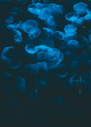 Maitim na Asul na Jellyfish sa Ilalim ng Tubig wallpaper — Madilim na asul Wallpaper