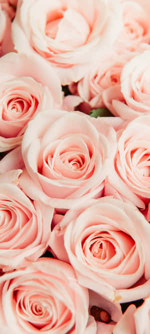 Light Pink Floral Iphone — Floral iPhone Wallpaper