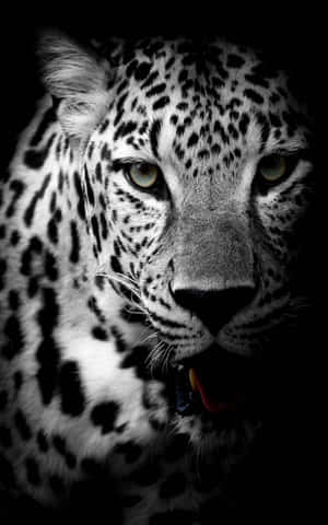 Itim na Jaguar — Infinix Xpad 20 Wallpaper