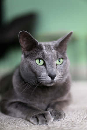 Mga larawan ng Russian Blue Cat — Huawei MatePad Pro Max Wallpaper