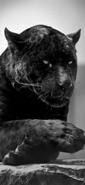Black Jaguar — 1284x2778 Wallpaper