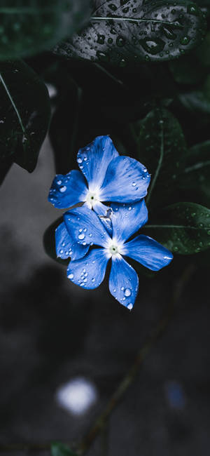 Plant Iphone — iPhone 16 Wallpaper