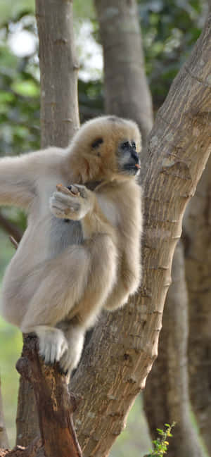Iphone Xs Max Gibbon Background — iPhone 15 Wallpaper