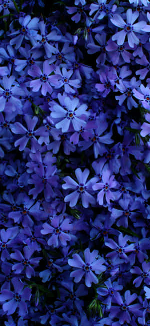 Beautiful Flower pictures — Huawei Wallpaper