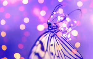Butterfly Aesthetic pictures — MacBook Pro 16 Wallpaper