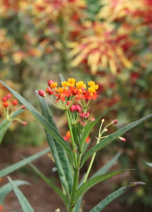 Isang Butterfly Weed na namumulaklak — iPad Air 11 Wallpaper
