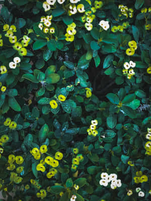 Berde na Bulaklak Background — iPad Pro 13 Wallpaper