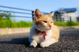 Grumpy Cat pictures — MacBook Air 15 Wallpaper