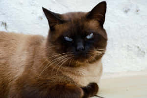 Mga larawan ng Grumpy Cat — MacBook Pro M3 Wallpaper