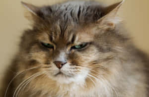 Mga larawan ng Grumpy Cat — MacBook Pro 16 Wallpaper