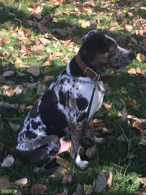 Catahoula Dog Pictures — iPad Pro Wallpaper