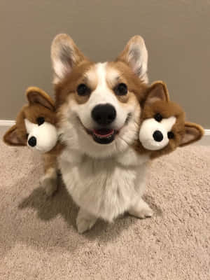 Mga Nakakatawang Larawan ng Corgi — iPad 9th Generation Wallpaper