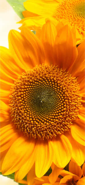 Sunflowers Background — iPhone 14 Plus Wallpaper