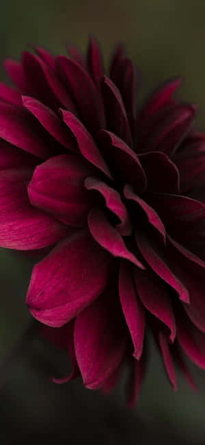 Burgundy Flower — Pixel 8 Wallpaper