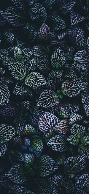 Plant Iphone — Floral iPhone Wallpaper