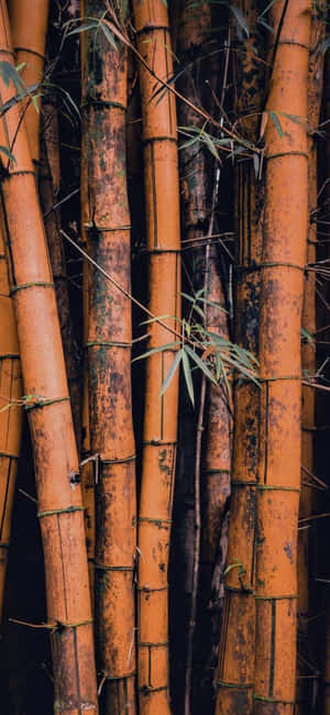 Kawayan Telepono — iPhone 14 Pro Max Wallpaper