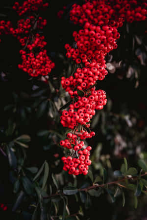 Isang Close-up Shot ng mga Pink Peppercorns — Vivo Pad5 Pro Wallpaper