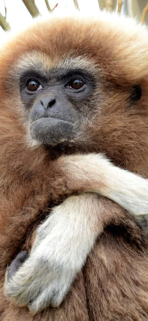 Iphone Xs Max Gibbon Background