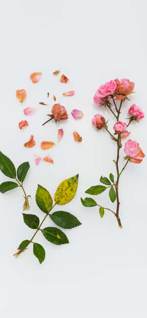 Magandang Bulaklak — 1284x2778 Wallpaper