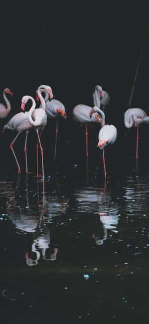 Photography Flamingo Iphone — Galaxy A55 Wallpaper