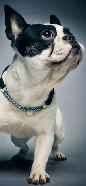 french bulldog Pictures — Pixel 8a Wallpaper