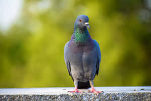 pigeon pictures — MacBook Pro M3 Wallpaper