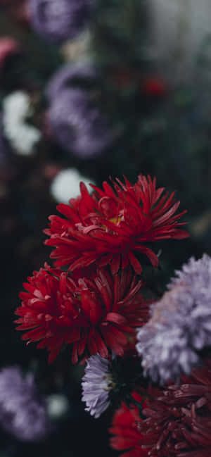 Iphone Flowers — Galaxy A26 Wallpaper