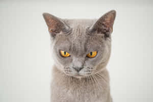 mga larawan ng Grumpy Cat — MacBook Pro M2 Wallpaper
