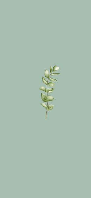 Sage Green Aesthetic pictures — OnePlus 12 Wallpaper