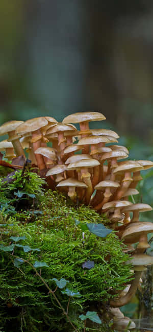 Mushroom Phone — Pixel 8 Pro Wallpaper