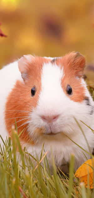 guinea pig Pictures — iPhone 14 Pro Wallpaper
