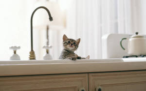 Preview wallpaper kitten, baby, sink, kitchen — 16:10 Wallpaper